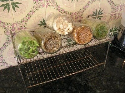 Como cultivar brotos em casa
