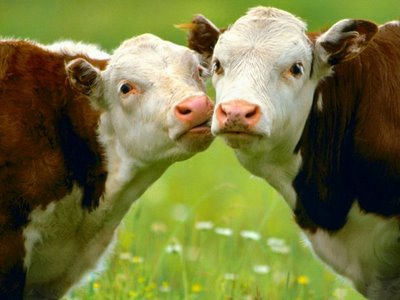 25 motivos a favor do vegetarianismo